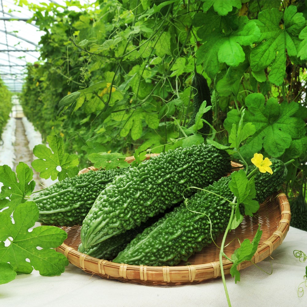 糸満のゴーヤー | うまいものはうまい。九州 | あ！九州なぜうまい！